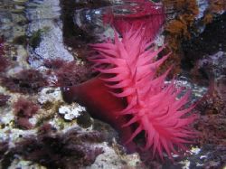 Actinia equina mediterranea in Adriatic, near by Cres isl... by Laszlo Maraczi 